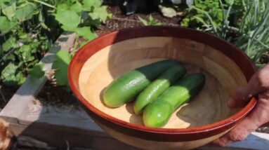 3 Incredible Secrets to Growing Tons of Food in a Tiny Garden