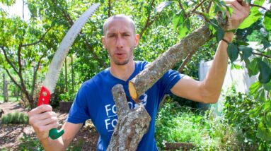 5 Beginner Gardening Mistakes to Avoid When Growing Fruit Trees