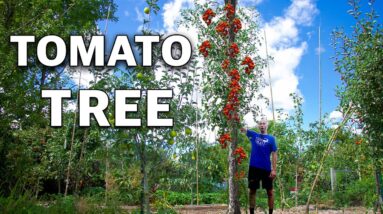And They Said I was CRAZY for Growing a Tomato Tree...