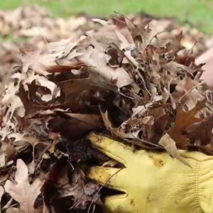 My 200 IQ Method for Getting FREE Mulch!