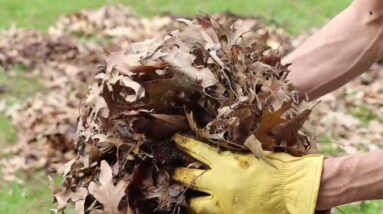 My 200 IQ Method for Getting FREE Mulch!