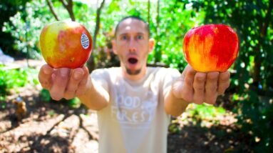 Store Bought Apples VS Home Grown, This is NOT What I Was Expecting!