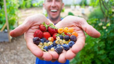 3 Fruits Every Beginner Gardener NEEDS To Plant IMMEDIATELY That Will Feed You For Life