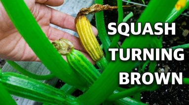 Why Do My Baby Squash Keep Dying?