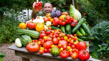 Miraculous Summer Garden Harvest, Tomato Yields You Have To See To Believe!
