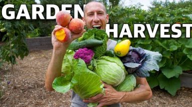 Harvesting MASSIVE FRUIT From My Backyard Garden!