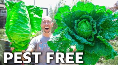 How to Grow Cabbage So Well it Makes Your Neighbors Jealous!