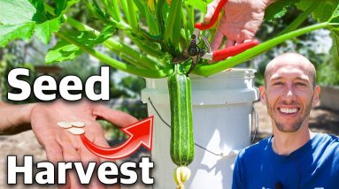 How To Grow Squash In Containers From Seed To Harvest!