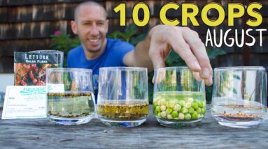 10 Crops You Can Still Plant In August!
