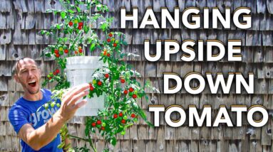 And They Said I was CRAZY for Growing a Hanging Upside Down Tomato Plant...