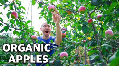 7 Crucial Tips for Growing Apples in the Garden, The Most Disease Resistant Apple Tree on The Planet