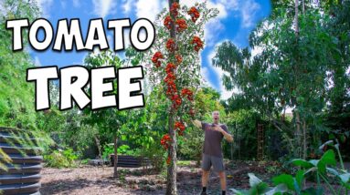 I Grew a Massive TOMATO TREE! (Secret Techniques Revealed)