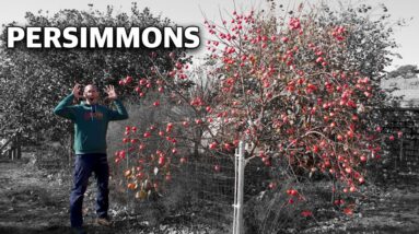 How to Grow a Persimmon Tree, Complete Growing Guide!
