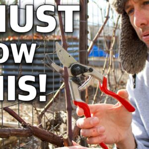 This Technique of Pruning GRAPES Will Change Your Life