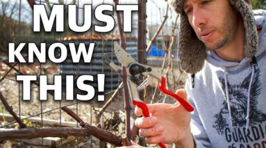 This Technique of Pruning GRAPES Will Change Your Life