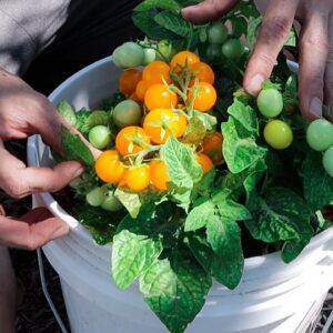 How to Grow TOMATOES in CONTAINERS, Complete Growing Guide