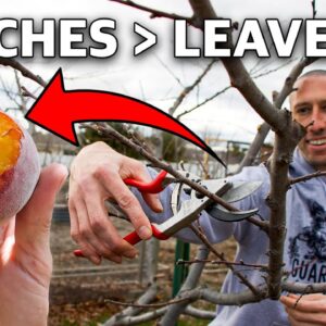 How to Prune a Peach Tree in 4 Simple Steps!