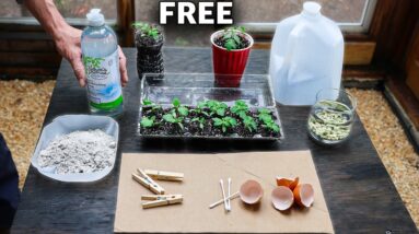 10 FREE Household Items to Improve Your Garden!