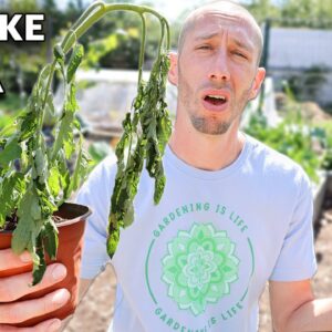 You’re Killing Your Tomatoes if You Do This, 5 MISTAKES You Can’t Afford to Make Growing Tomatoes