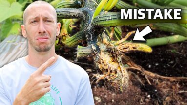5 Deadly MISTAKES You Can't Afford to Make When Growing Squash