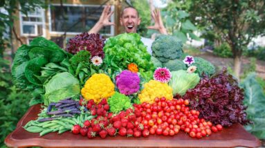 Jaw-Dropping Backyard Garden Harvest 😮