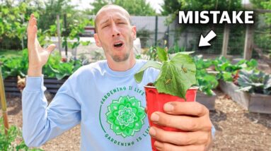 You’re Killing Your Cucumbers if You Do This, 5 MISTAKES You Can’t Afford to Make Growing Cucumbers