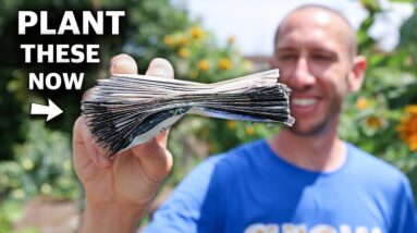 25 Crops You Can Plant In August!