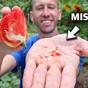 This Technique of Saving Tomato Seeds is a Game Changer!
