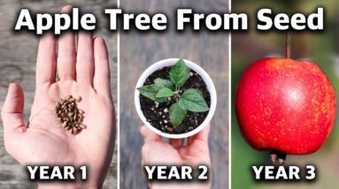 How to Grow an Apple Tree from SEED to FRUIT in 3 YEARS! 🍎