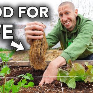 5 Perennials to Plant Once that will Feed You Forever…