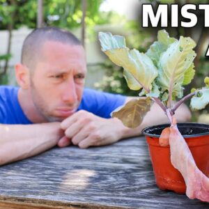 You’re Killing Your Plants if You Do This, 10 MISTAKES You Can’t Afford to Make in the Garden