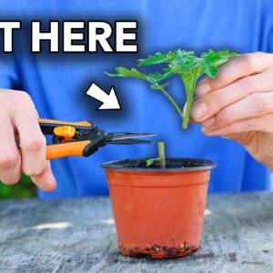Wish I knew this method of growing tomatoes when I started…