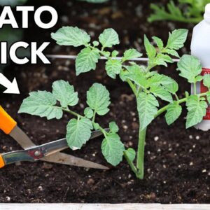 Trick Tomatoes for More Fruit...