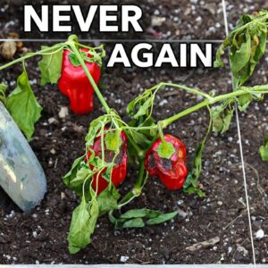 Here’s Why You Should NEVER Plant Peppers in Your Garden