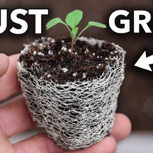 This is the Most Useful Crop You Could Ever Grow…