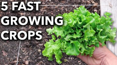 5 Quick Veggies, SEED to HARVEST in 20 Days