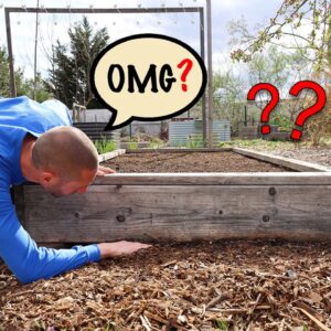 I WISH I Knew These RAISED BED Mistakes Sooner