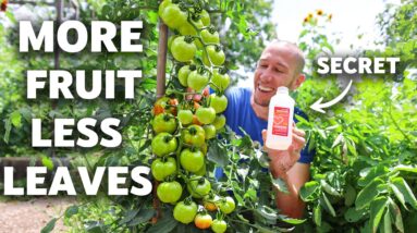 FORCE Tomatoes to FRUIT MORE | How to Prune Tomato Plants the RIGHT WAY