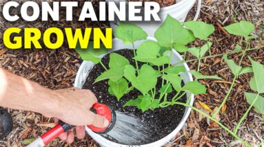 How to Grow SWEET POTATOES in CONTAINERS, Cheap and Easy Patio Gardening