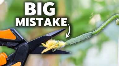 You’re Killing Your Cucumbers if You Do This, 5 MISTAKES You Can’t Afford to Make Growing Cucumbers