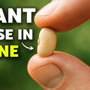 You MUST Plant These Crops in JUNE