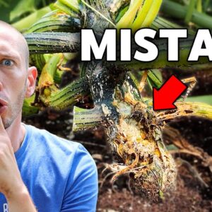 5 Deadly MISTAKES You Can't Afford to Make When Growing Squash