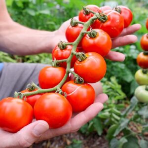 Trick Tomatoes for Bigger Faster Fruit...