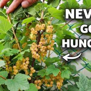My Clever Trick to Harvest Fresh Fruit for 8 Months Straight!
