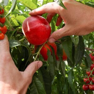 What Happens When You Grow Tomatoes on a Peach Tree?