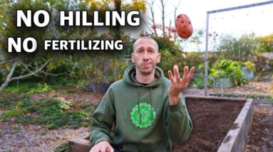 What Happens When You Toss Potatoes in a Raised Bed and Come Back 125 Days Later?