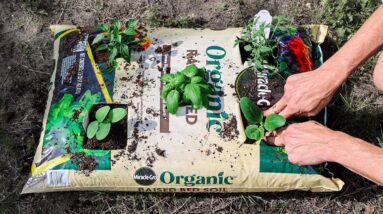 What Happens When You Plant a WHOLE GARDEN in Just ONE BAG of Soil?