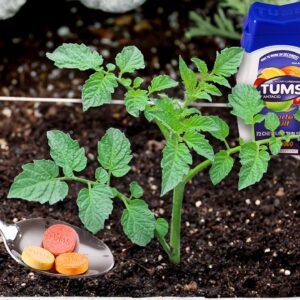 What Happens When You Bury Tums Under a Tomato Plant?