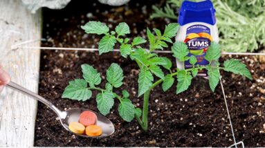 What Happens When You Bury Tums Under a Tomato Plant?