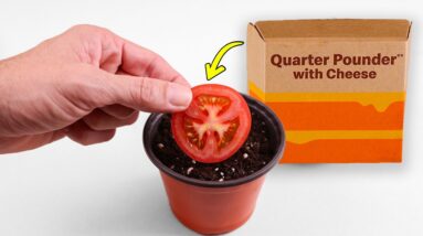 What Happens When You Grow a Tomato from a McDonald's Burger?